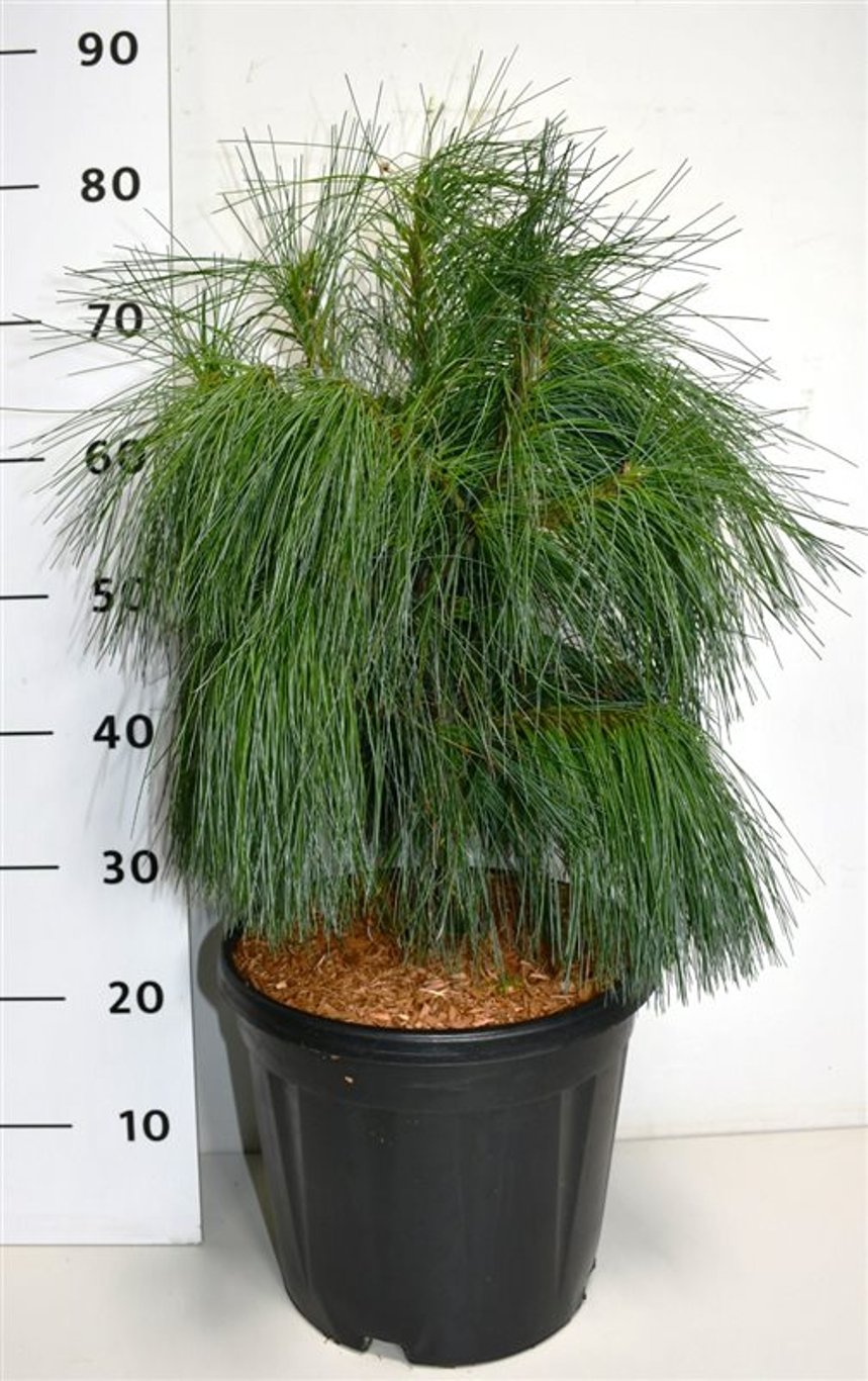 Pinus strobus 'Niagara Falls' - C12 40-50 CM